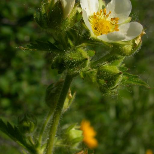 Drymocallis glandulosa other