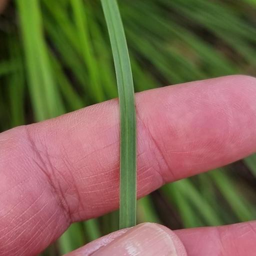 Xanthorrhoea latifolia other