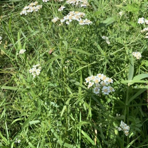 Achillea salicifolia other