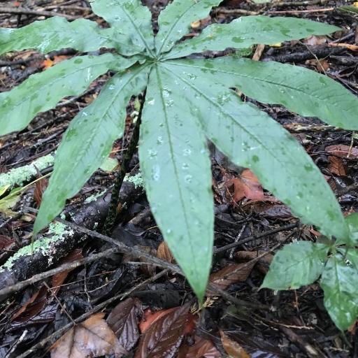 Arisaema taiwanense other
