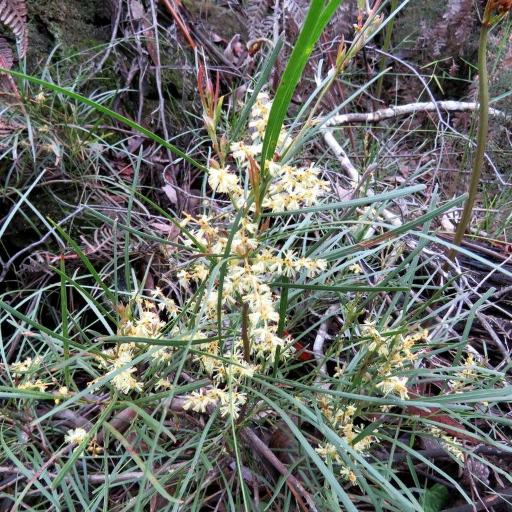 Acacia mucronata — houseplant care guide