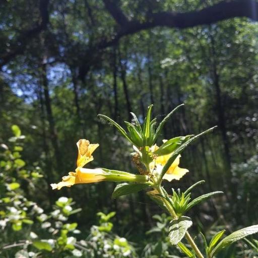 Diplacus longiflorus — houseplant care guide