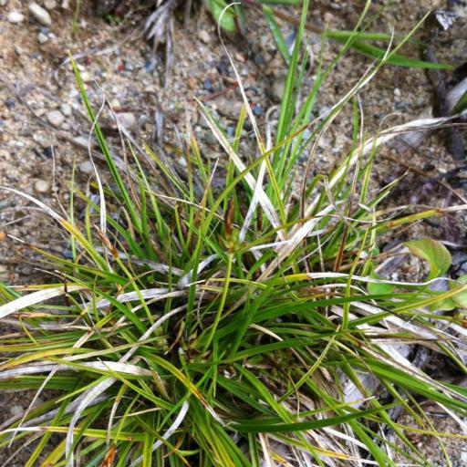 Carex tonsa — houseplant care guide