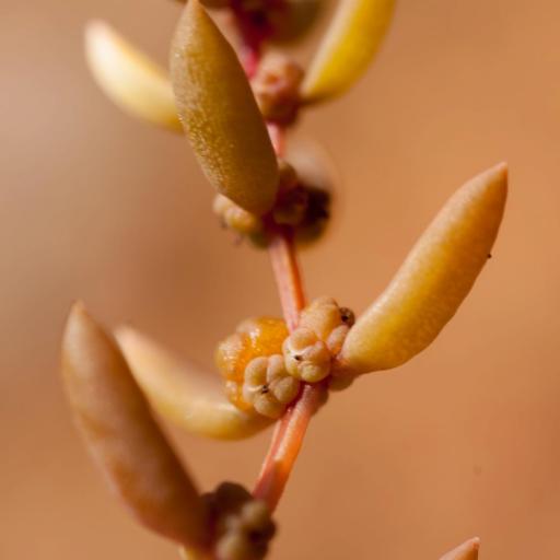Suaeda novae-zelandiae other