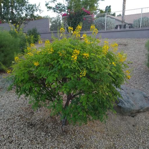 Erythrostemon mexicanus other