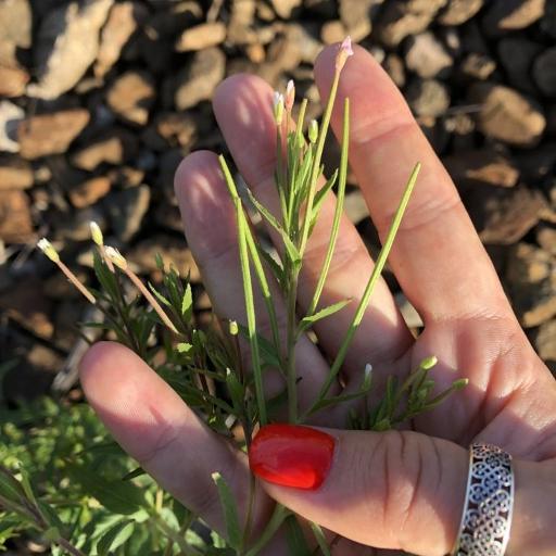 Epilobium pseudorubescens — search result for 'Epilobium'