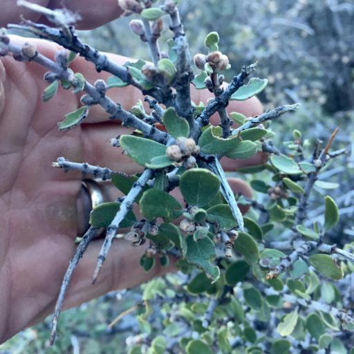 Ceanothus pauciflorus — search result for 'Ceanothus'