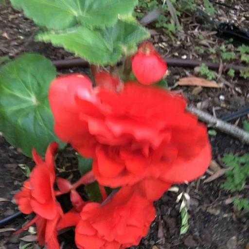 Begonia × tuberhybrida other