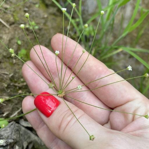 Androsace filiformis other