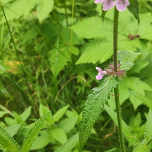 Stachys aspera — houseplant care guide