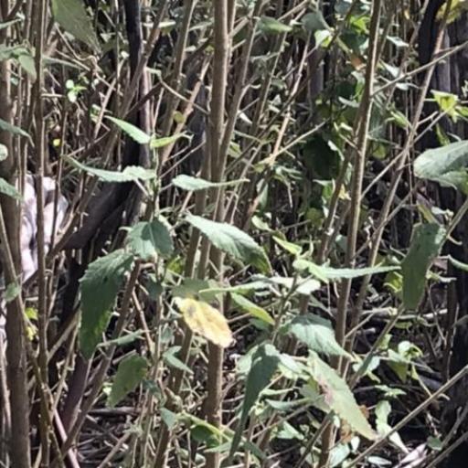 Gynatrix pulchella — houseplant care guide