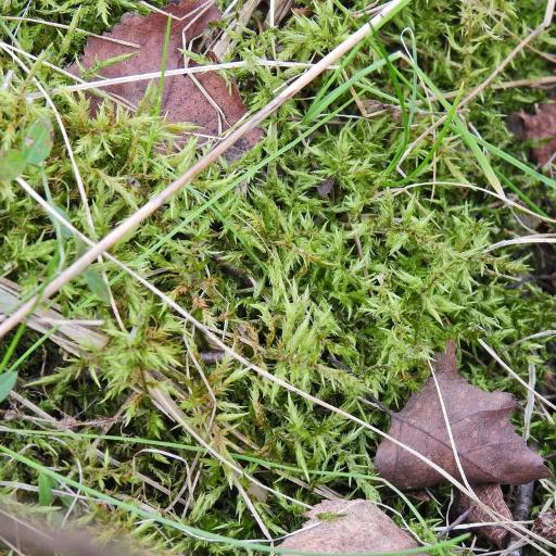 Calliergonella cuspidata — related species from the same genus