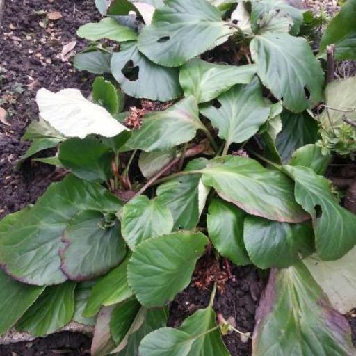 Bergenia × schmidtii — search result for 'Bergenia'
