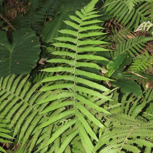 Thelypteris parasitica other