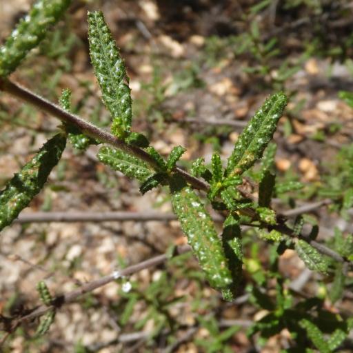 Ceanothus papillosus — search result for 'Ceanothus'
