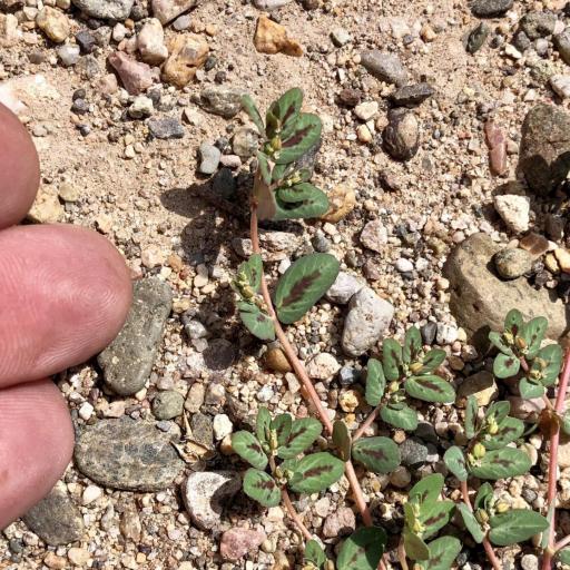 Euphorbia abramsiana