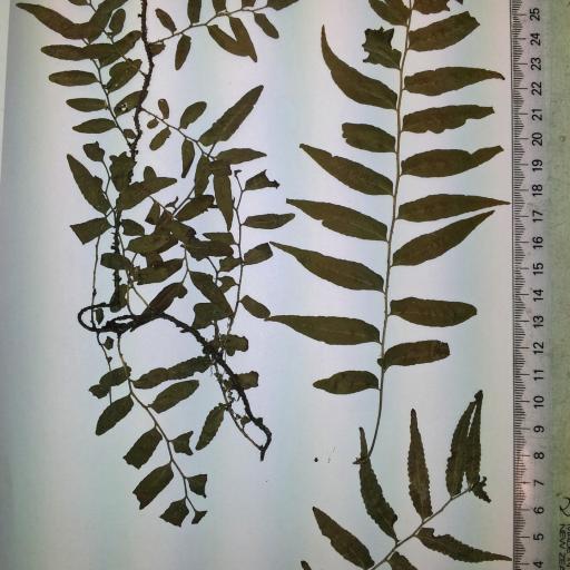 Arthropteris tenella other