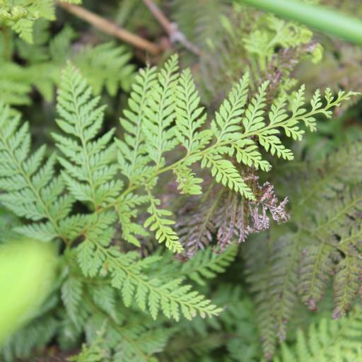 Paesia scaberula — houseplant care guide