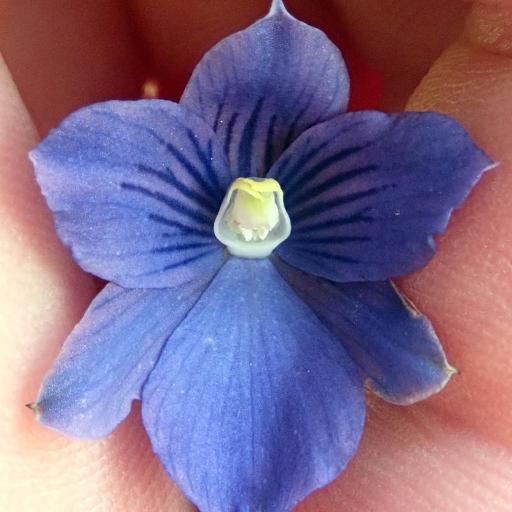 Thelymitra cyanea — related species from the same genus