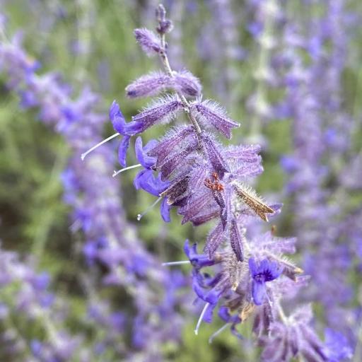 Salvia abrotanoides other