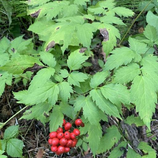 Actaea erythrocarpa — search result for 'Actaea'