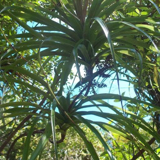 Dracophyllum latifolium — houseplant care guide