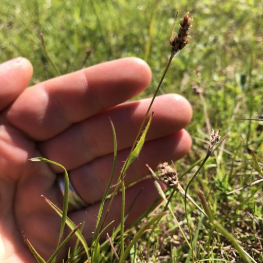 Luzula comosa — houseplant care guide