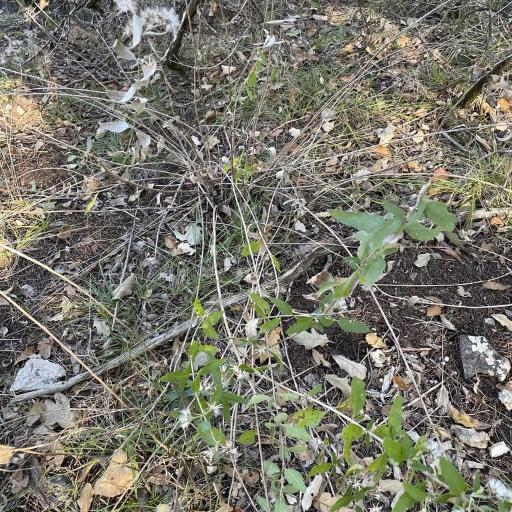 Brickellia cylindracea other