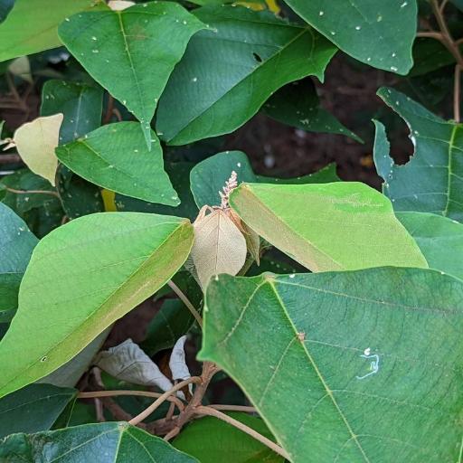 Mallotus paniculatus other