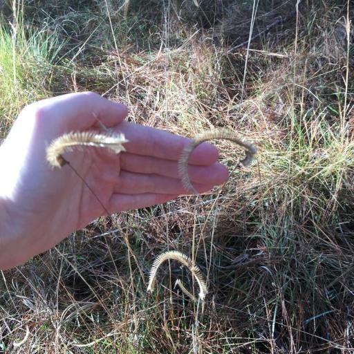 Ctenium aromaticum other