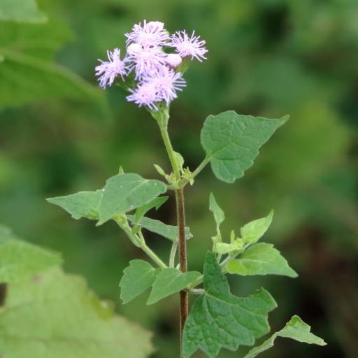 Tamaulipa azurea — houseplant care guide