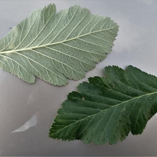 Hedlundia mougeotii other