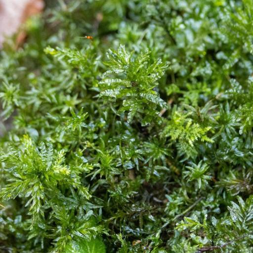 Plagiomnium undulatum — houseplant care guide