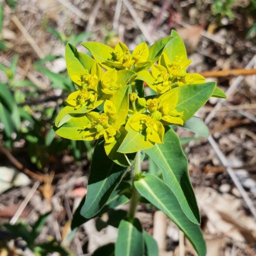 Euphorbia oblongata other