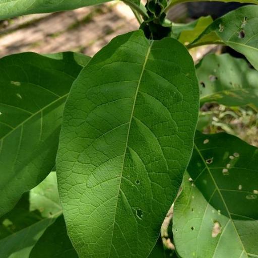 Solanum granulosoleprosum other
