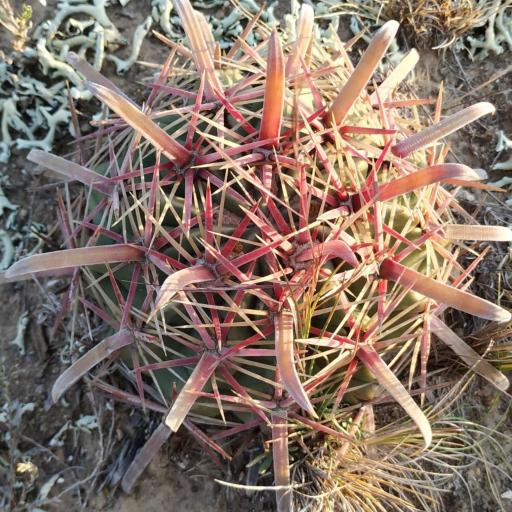 Ferocactus latispinus other
