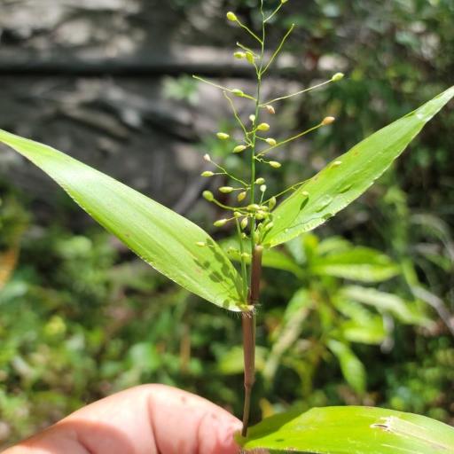 Dichanthelium commutatum