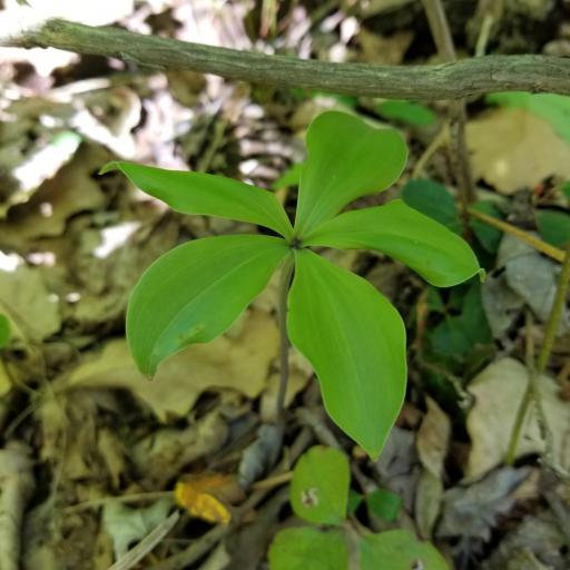 Isotria verticillata other