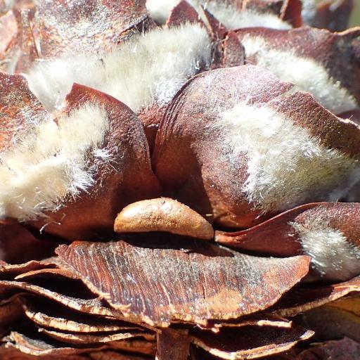 Leucadendron tinctum — search result for 'Leucadendron'