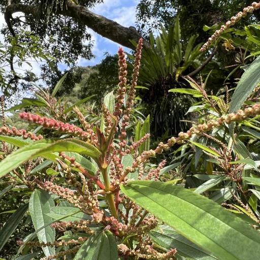 Boehmeria densiflora — search result for 'Boehmeria'