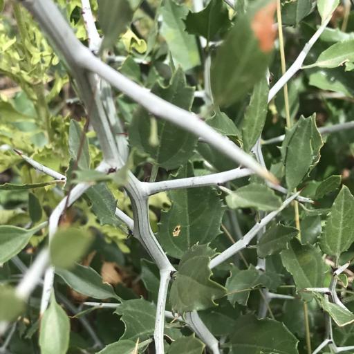 Sarcomphalus obtusifolius — houseplant care guide