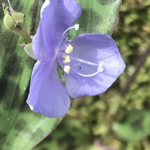 Tinantia pringlei — houseplant care guide