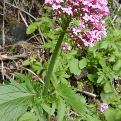 Valeriana macrosiphon other