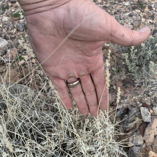 Hilaria belangeri — search result for 'Euryops'