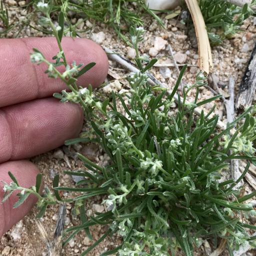 Pectocarya heterocarpa — related species from the same genus