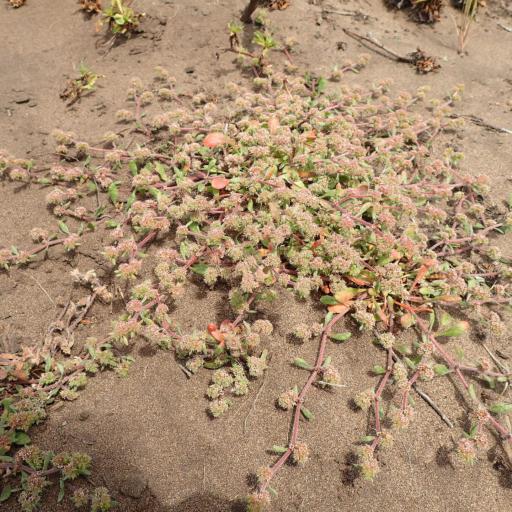 Chorizanthe cuspidata — houseplant care guide