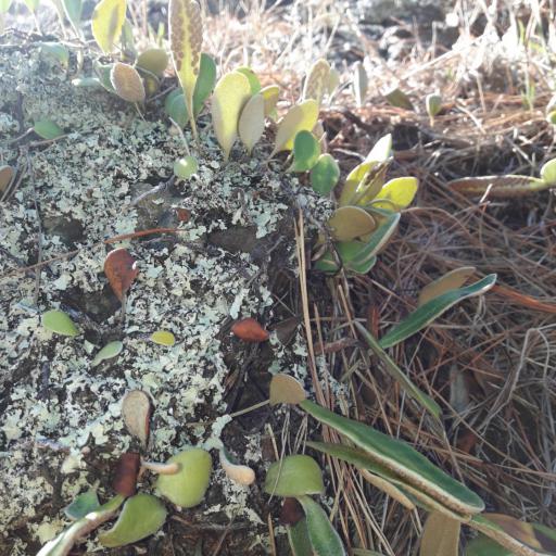 Pyrrosia eleagnifolia — houseplant care guide