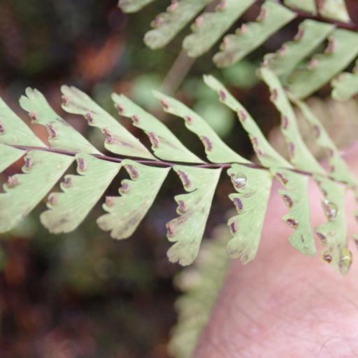 Adiantum aleuticum other