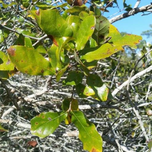 Quercus chapmanii — houseplant care guide