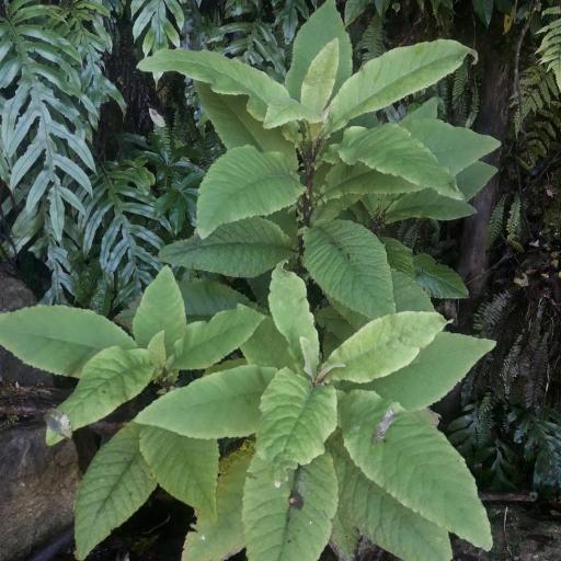 Brachyglottis hectorii other